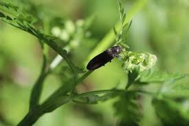 Attēlu rezultāti vaicājumam “Cidnopus aeruginosus”