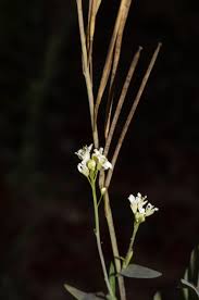 Attēlu rezultāti vaicājumam “Arabis glabra”