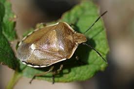 Attēlu rezultāti vaicājumam “Chlorochroa juniperina”