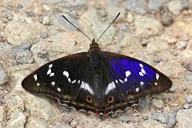 Attēlu rezultāti vaicājumam “Apatura ilia male”