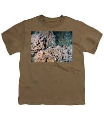 Attēlu rezultāti vaicājumam “Physarum bivalve young”