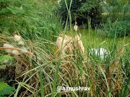 Attēlu rezultāti vaicājumam “Typha angustifolia  fruit”