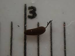 Attēlu rezultāti vaicājumam “Comatricha fragilis”