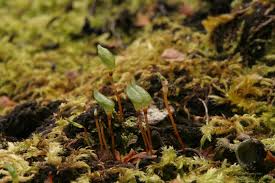 Attēlu rezultāti vaicājumam “Buxbaumia aphylla sporophyte”
