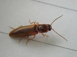 Attēlu rezultāti vaicājumam “Dalopius marginatus”