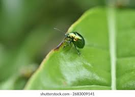 Attēlu rezultāti vaicājumam “Chrysolina fastuosa”