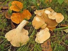 Attēlu rezultāti vaicājumam “Hydnum rufescens”