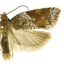 Attēlu rezultāti vaicājumam “Acleris laterana”