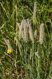 Attēlu rezultāti vaicājumam “Phleum pratense”