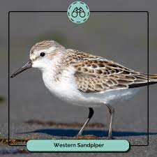 Attēlu rezultāti vaicājumam “Calidris”
