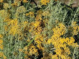 Image result for Helichrysum lindleyii