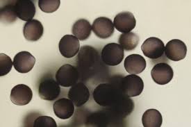 Attēlu rezultāti vaicājumam “Lamproderma ovoideum”