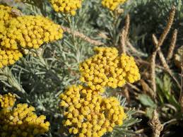 Image result for Strohblume