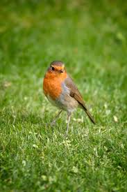 Attēlu rezultāti vaicājumam “Erithacus rubecula adult”