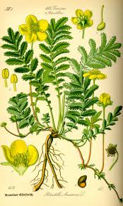 Attēlu rezultāti vaicājumam “Potentilla arenaria flower”