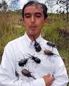 O besouro rinoceronte consegue