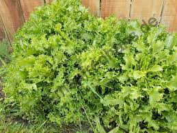 Image result for Zichorie