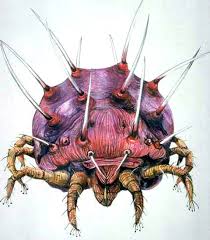 Attēlu rezultāti vaicājumam “Panonychus”