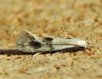 Attēlu rezultāti vaicājumam “Elachista maculicerusella”