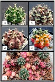 Image result for Cactaceae