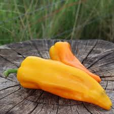 Afbeeldingsresultaat voor marconi golden sweet pepper