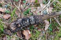 Attēlu rezultāti vaicājumam “Neonectria fuckeliana”