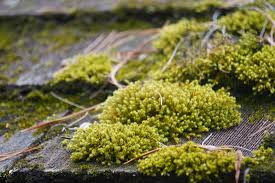 Attēlu rezultāti vaicājumam “Callicladium haldanianum sporophyte”