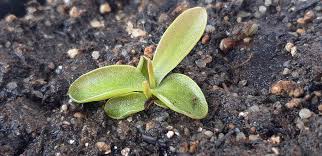 Attēlu rezultāti vaicājumam “Pinguicula alpina”