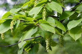 Attēlu rezultāti vaicājumam “Carpinus betulus fruit”