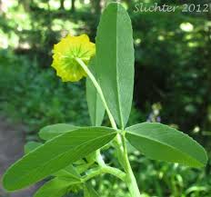 Attēlu rezultāti vaicājumam “Trifolium aureum leaf”