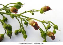 Attēlu rezultāti vaicājumam “Scrophularia nodosa fruit”