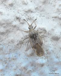 Attēlu rezultāti vaicājumam “Physatocheila smreczynskii”