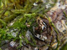 Attēlu rezultāti vaicājumam “Diderma umbilicatum macro”