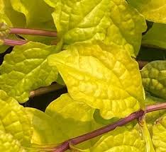 Attēlu rezultāti vaicājumam “Ajuga genevensis leaf”