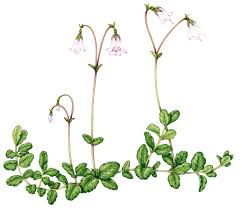 Attēlu rezultāti vaicājumam “Linnaea borealis leaf”