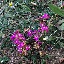 Attēlu rezultāti vaicājumam “Centaurium littorale flower”