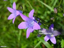 Attēlu rezultāti vaicājumam “Campanula patula flower”