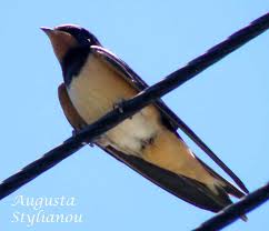 Attēlu rezultāti vaicājumam “Hirundo rustica adult”