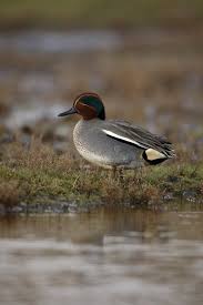 Attēlu rezultāti vaicājumam “Anas crecca male”