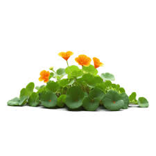 Image result for Tropaeolum minus