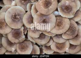 Attēlu rezultāti vaicājumam “Collybia sp.”