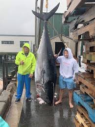 Image result for giant tuna