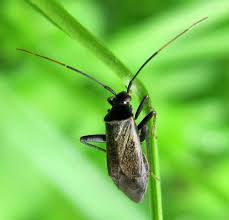 Attēlu rezultāti vaicājumam “Adelphocoris seticornis”