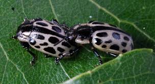 Attēlu rezultāti vaicājumam “Chrysomela vigintipunctata”