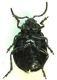 Attēlu rezultāti vaicājumam “Galeruca tanaceti”