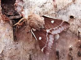 Attēlu rezultāti vaicājumam “Eriogaster lanestris”