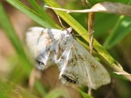 Attēlu rezultāti vaicājumam “Cataclysta lemnata”
