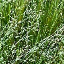 Attēlu rezultāti vaicājumam “Festuca rubra subsp. rubra fruit”