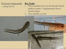 Attēlu rezultāti vaicājumam “Lycogala persicum young”