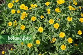 Image result for Chrysanthemum segetum